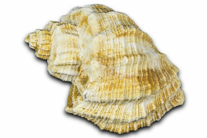 Miocene Fossil Nutmeg Snail (Trigonostoma) Shell - France #365471